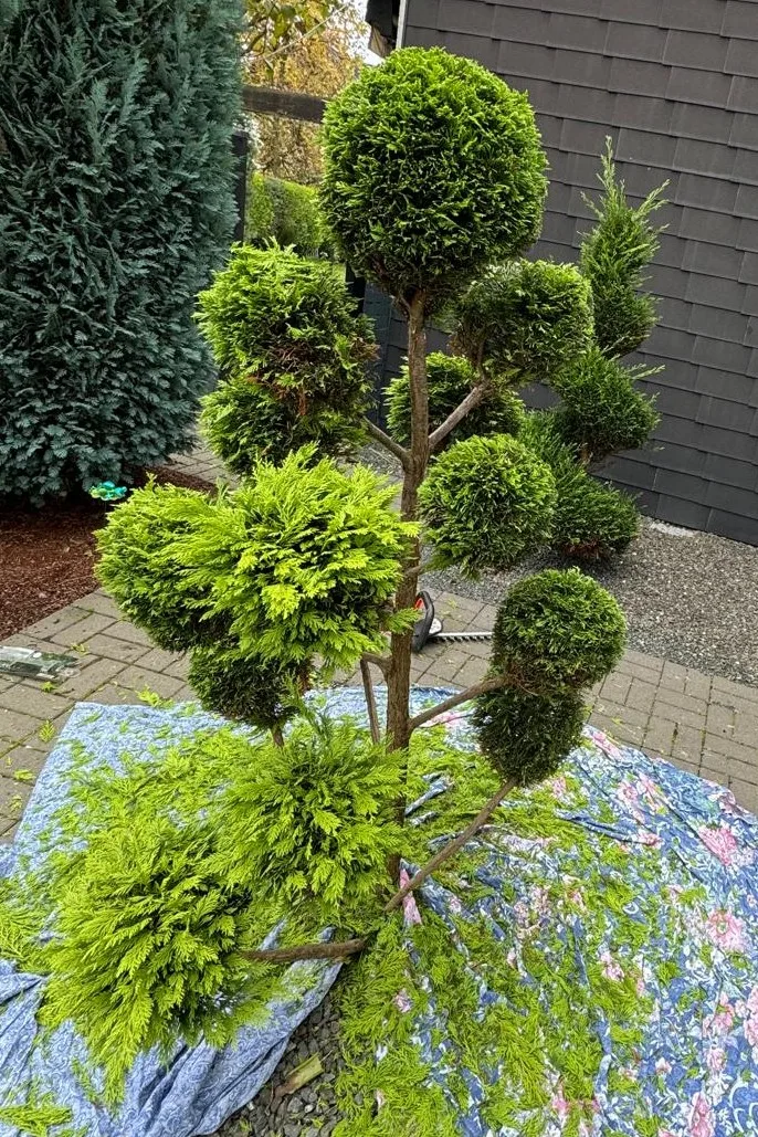 Fachgerechte Gartenarbeit durch Sijak Gartenpflege