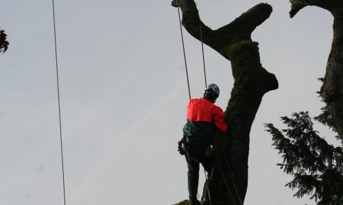 tree climbers 4820104 1280